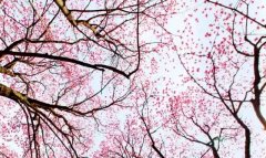 提前信买是120元